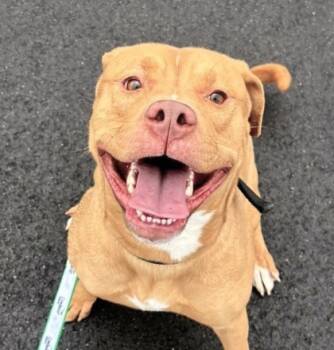 Rescue Pit Bull Terrier and Mixed Breed Dogs for Adoption in Mason, Michigan - Jackson | PetCurious