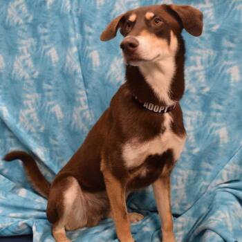 Chocolate Labrador Retriever Dogs Available for Adoption - Latte | PetCurious