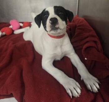 Betsy -  Pit Bull Terrier and Mixed Breed Dog for Adoption in Westland, Michigan - Betsy | PetCurious