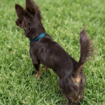 Wolfman Jack -  Dachshund and Chihuahua Dog for Adoption in Las Vegas, Nevada - Wolfman Jack | PetCurious