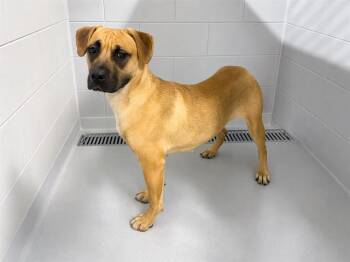 Black Mouth Cur and Boxer Dogs Available for Adoption in Winter Haven, Florida - GYPSY | PetCurious