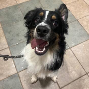 Jake -  Mixed Breed Dog for Adoption in Chattanooga, Tennessee - Jake | PetCurious