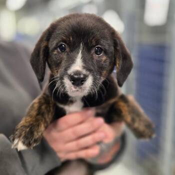 Black Labrador Retriever Dogs Available for Adoption - CT June | PetCurious