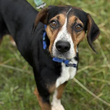 Rescue Beagle Dogs for Adoption in Louisa, Virginia - Raisin | PetCurious