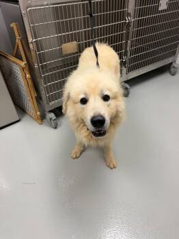 Ic-08 Petal -  Great Pyrenees Dog for Adoption in Lawrenceville, Georgia - Ic-08 Petal | PetCurious