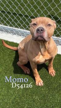 Pit Bull Terrier Dogs Available for Adoption in Clarksville, Tennessee - Momo | PetCurious