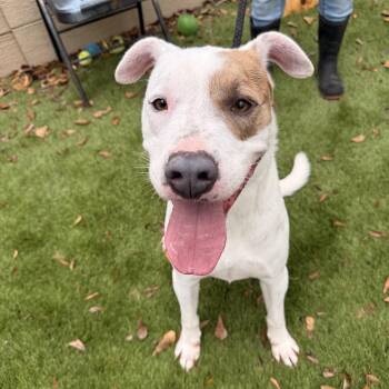 Tiger -  American Staffordshire Terrier and Boxer Dog for Adoption in Magnolia, Texas - Tiger | PetCurious