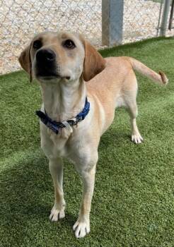 Labrador Retriever and Mixed Breed Dogs Available for Adoption in Newton, North Carolina - LACEY | PetCurious