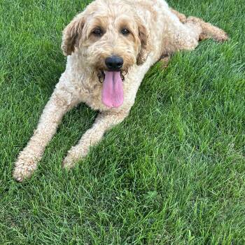 Bess -  Goldendoodle Dog for Adoption in Antwerp, Ohio - Bess | PetCurious
