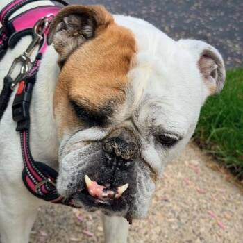 English Bulldog Dogs Available for Adoption in Belmar, New Jersey - Fergie | PetCurious