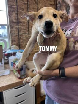 Tommy -  Labrador Retriever and American Eskimo Dog Dog for Adoption in Irwin, Pennsylvania - Tommy | PetCurious