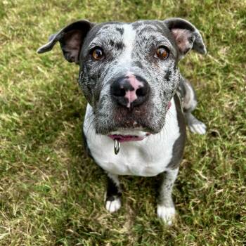 Rescue American Bully and American Staffordshire Terrier Dogs for Adoption in Murphysboro, Illinois - Blueberry | PetCurious