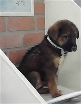 Australian Cattle Dog Blue Heeler Dogs Available for Adoption in Houston, Texas - EMIL | PetCurious