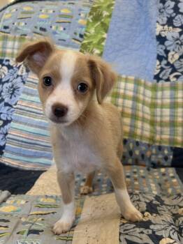 Fabian -  Chihuahua and Spaniel Dog for Adoption - Fabian | PetCurious