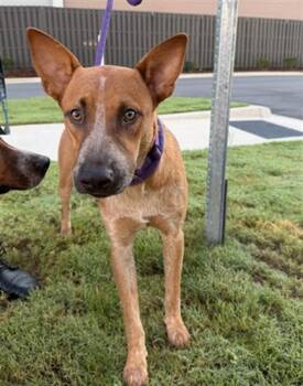 A1269941 -  Australian Cattle Dog Blue Heeler and Mixed Breed Dog for Adoption in Charlotte, North Carolina - A1269941 | PetCurious