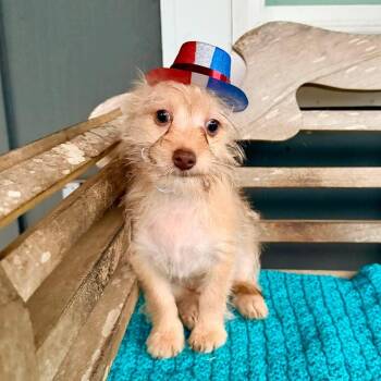 Rolly -  Terrier and Chihuahua Dog for Adoption in Foley, Alabama - Rolly | PetCurious