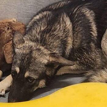 Leona -  Shepherd Dog for Adoption in Kingman, Arizona - Leona | PetCurious