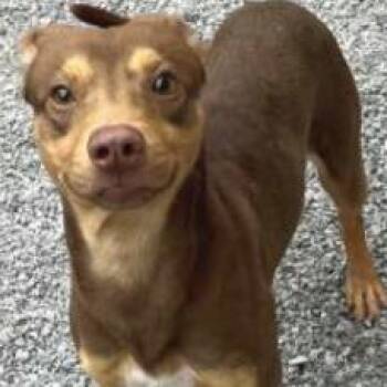 Terrier Dogs Available for Adoption - Cinnamon | PetCurious