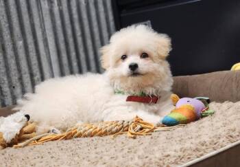 Poodle and Boston Terrier Dogs Available for Adoption - Kennett | PetCurious