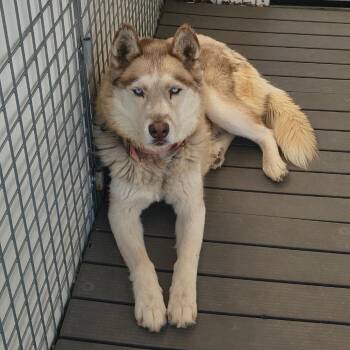 Kita -  Husky Dog for Adoption in Moses Lake, Washington - Kita | PetCurious