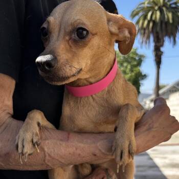 Cici -  Chihuahua Dog for Adoption in San Gabriel, California - Cici | PetCurious