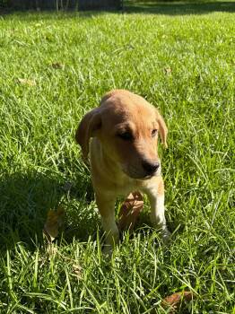 Australian Cattle Dog Blue Heeler and Labrador Retriever Dogs Available for Adoption in New Baltimore, Michigan - Cucumber | PetCurious