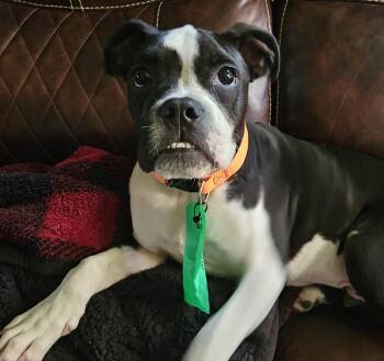 Chuck -  American Bulldog Dog for Adoption in Severance, Colorado - Chuck | PetCurious