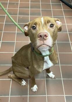 Rescue Pit Bull Terrier Dogs for Adoption in Houghton Lake, Michigan - Xena | PetCurious