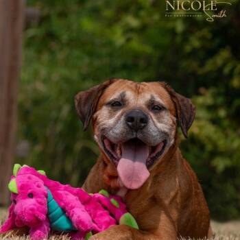 Rescue Boxer and American Bulldog Dogs for Adoption in Henderson, Kentucky - Princess | PetCurious