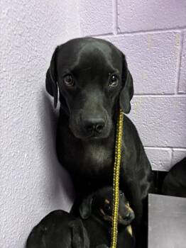 61419100 -  Mixed Breed and Labrador Retriever Dog for Adoption in El Paso, Texas - 61419100 | PetCurious