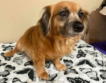 Chihuahua Dogs Available for Adoption - Azalea In TX | PetCurious