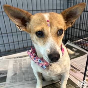 Minnie -  Rat Terrier Dog for Adoption in Washington, District Of Columbia - Minnie | PetCurious