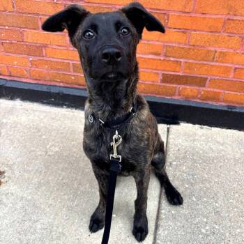 Cherub -  Mixed Breed Dog Available for Adoption in Chicago, Illinois - Cherub | PetCurious