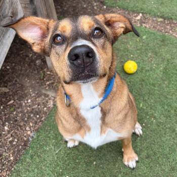 Shepherd and Mixed Breed Dogs Available for Adoption in Kerrville, Texas - Hunter | PetCurious