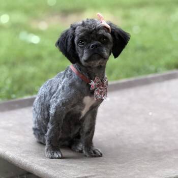 Coco -  Shih Tzu and Miniature Poodle Dog for Adoption - Coco | PetCurious