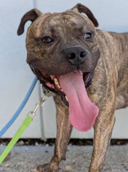 Bonsai -  Mixed Breed Dog for Adoption in Cincinnati, Ohio - Bonsai | PetCurious