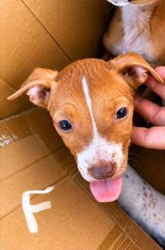 Aires -  Australian Shepherd and Mixed Breed Dog for Adoption in Morton Grove, Illinois - Aires | PetCurious