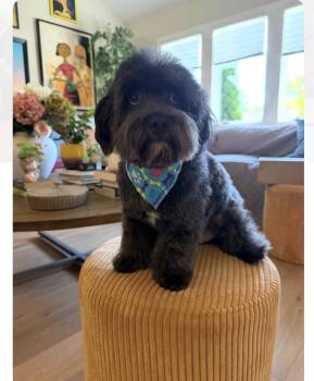 Bux -  Cockapoo Dog for Adoption in Semmes, Alabama - Bux | PetCurious
