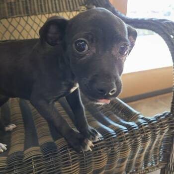 Chihuahua and Miniature Pinscher Dogs Available for Adoption - Clover | PetCurious