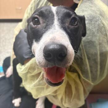 Dandelion -  Mixed Breed Dog for Adoption in Lakeland, Florida - Dandelion | PetCurious
