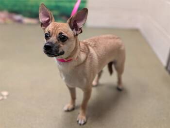 Rescue Chihuahua and Mixed Breed Dogs for Adoption in Moreno Valley, California - A546751 | PetCurious