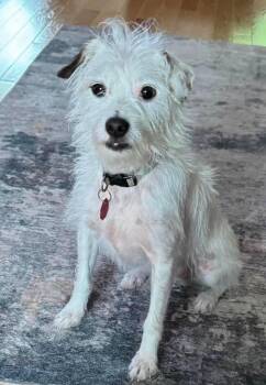 Bandit 2.0 -  Parson Russell Terrier and Jack Russell Terrier Dog for Adoption in Grand Island, Nebraska - Bandit 2.0 | PetCurious