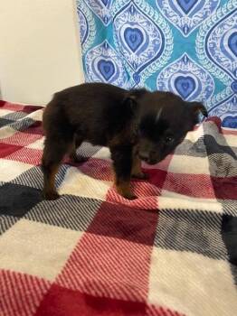 Fun Size -  Mixed Breed Dog for Adoption in Moriarty, New Mexico - Fun Size | PetCurious