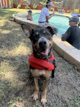Opie -  American Staffordshire Terrier and German Shepherd Dog Dog for Adoption in Austin, Texas - Opie | PetCurious