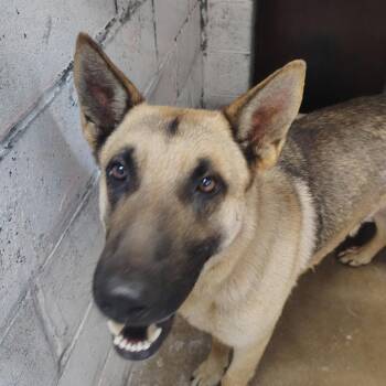 German Shepherd Dog Dogs Available for Adoption in Springtown, Texas - Stray-799 | PetCurious