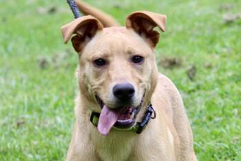 LEWIS -  Mixed Breed Dog Available for Adoption in Brazil, Indiana - LEWIS | PetCurious