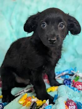 Chihuahua Dogs Available for Adoption in Kingsburg, California - Tootsie Pop | PetCurious