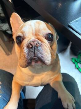 Louie -  French Bulldog Dog for Adoption in Toronto, Ontario - Louie | PetCurious