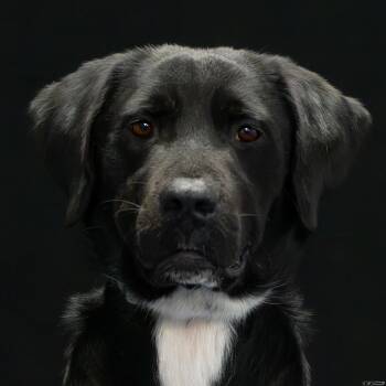 Joe (Coming Soon) -  Labrador Retriever Dog for Adoption in Bonifay, Florida - Joe (Coming Soon) | PetCurious