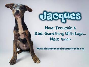 French Bulldog Dogs Available for Adoption in Anchorage, Alaska - Jacques | PetCurious